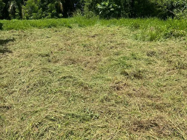 🏝️ Terrain exceptionnel de 900 m² avec vue sur cocoteraie 🌴