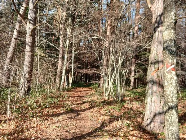 Parcelles Forêt St Julien d'Ance