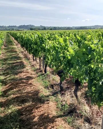 Propriété viticole
