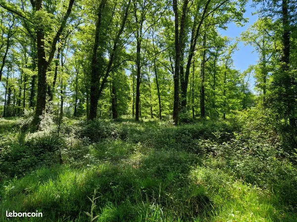 Terrain BOIS DE CHASSE palombiere