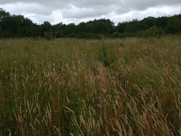 Plantation forestière