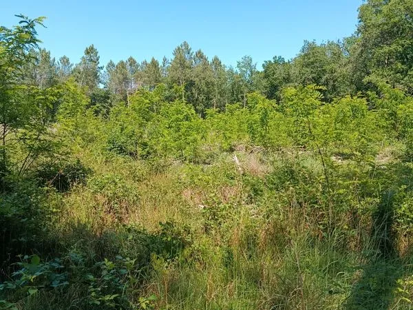 Bois , terrain