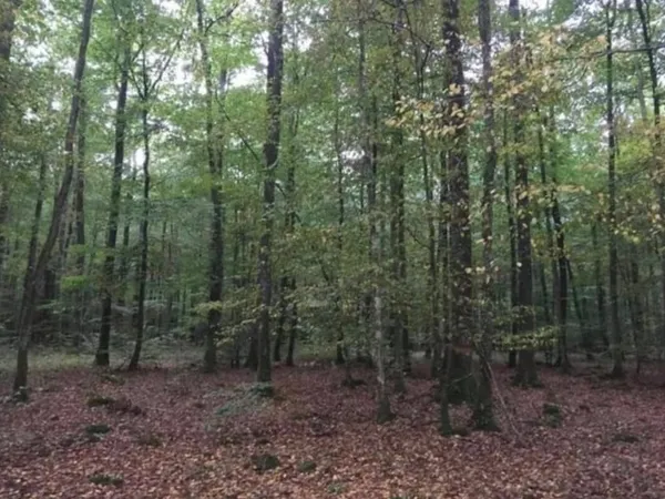 Terrain 81294 m²