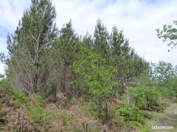 Parcelle forestière de 4,7 hectares - Saint-Julien-d'Armagnac (Landes)