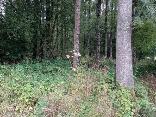 Saint Jean des Champs Terrain, boisé 5880m2 avec une plantation de peupliers en bord de ruisseau, bo