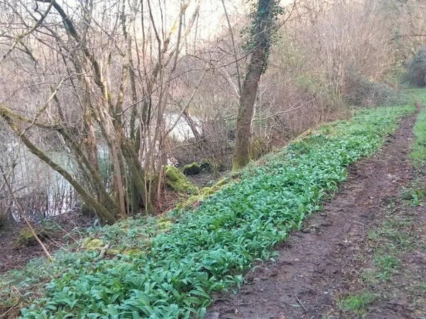 Terrain de loisir