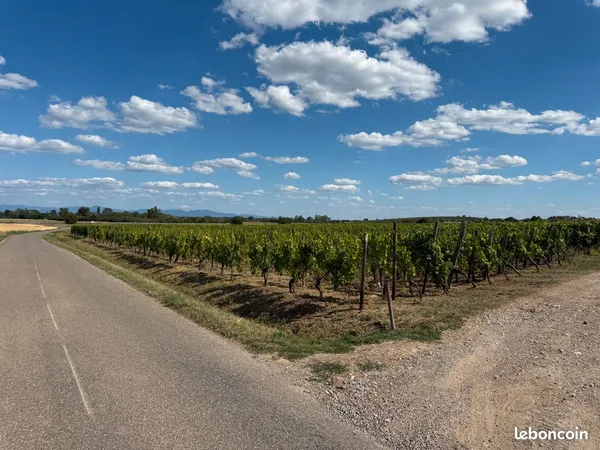 Vend terrain avec vignes