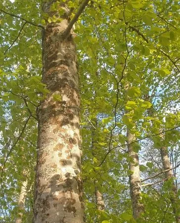 Forêt / Bois / Parcelle boisée à vendre