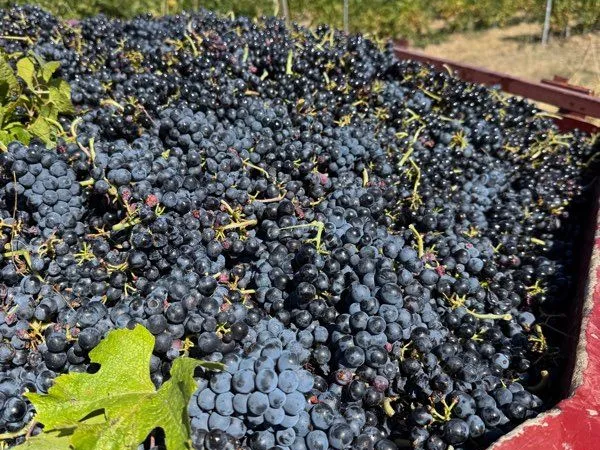 Vigne fermage