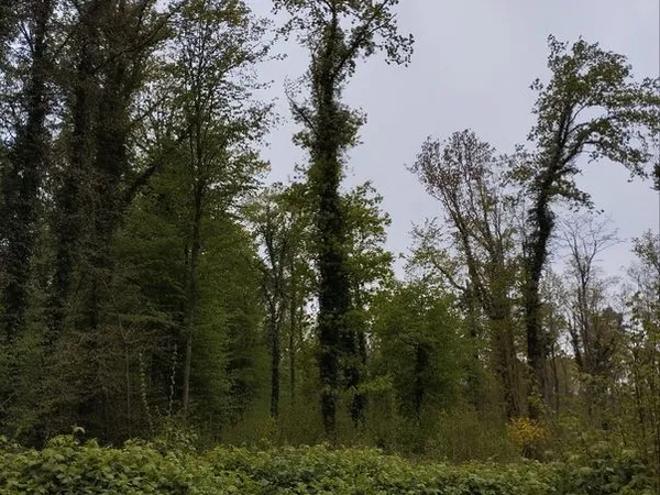 Parcelle de bois
