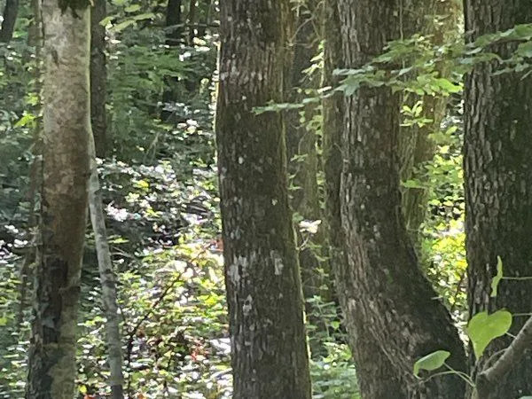 4 hectares de forêt principalement du chêne