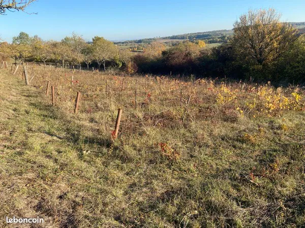 Verger Vigne