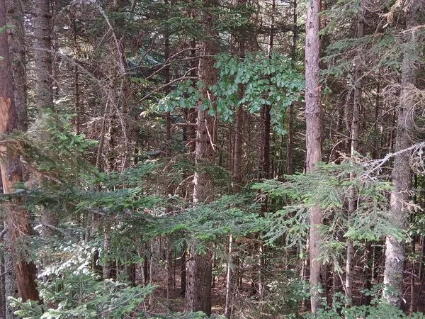 Forêt