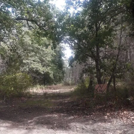 Terrain forestier