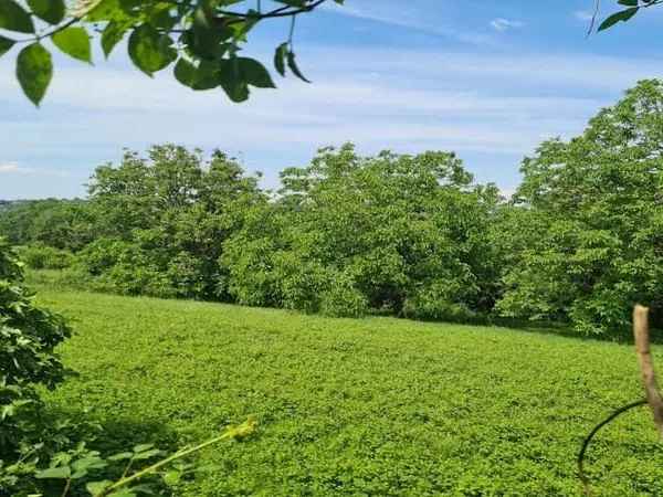Terrain 1731 m²