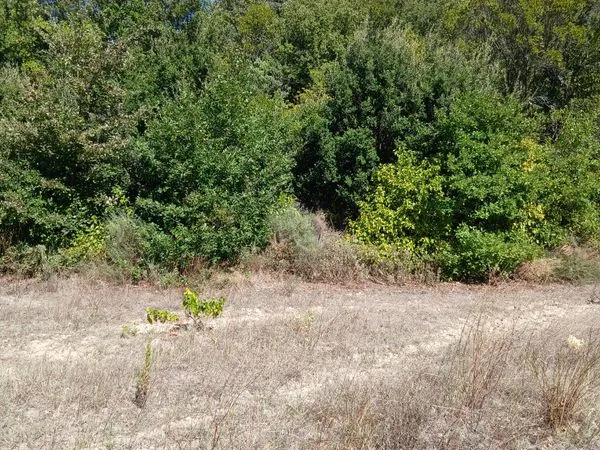 Terrain boisé