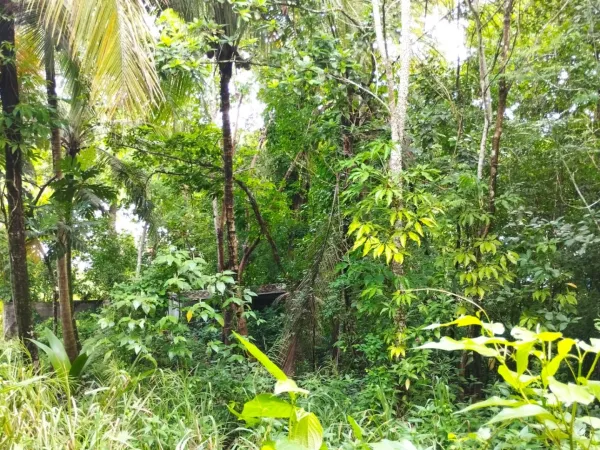 Terrain 1000 m²