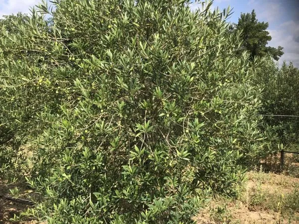 oliveraie terre agricole 11000 mètres carré