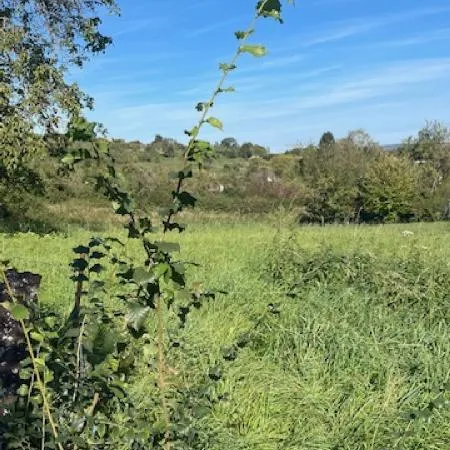 Terrain en individuel 446 m²