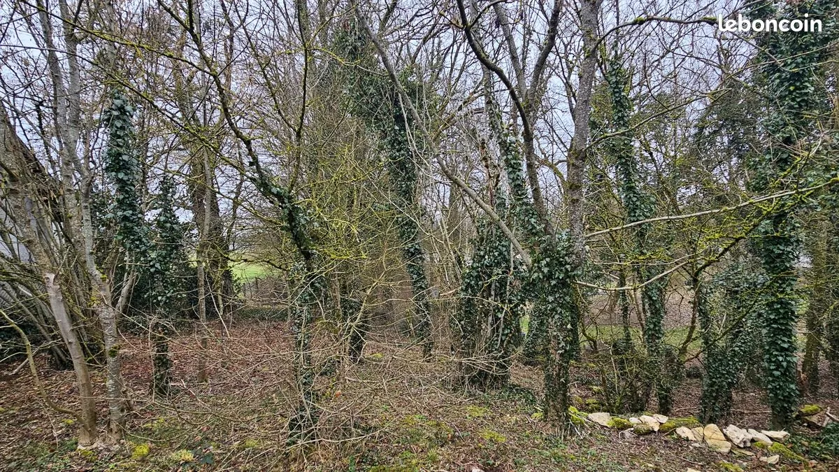 Photo 13
