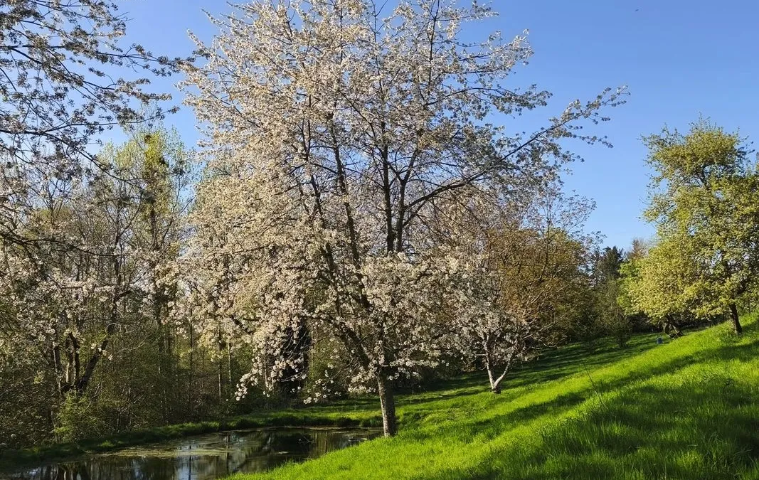 Photo 17
