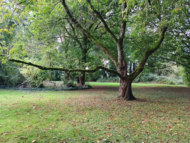 Photo 11