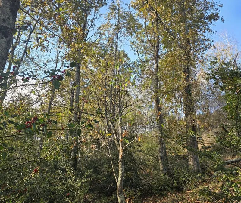 Photo 16