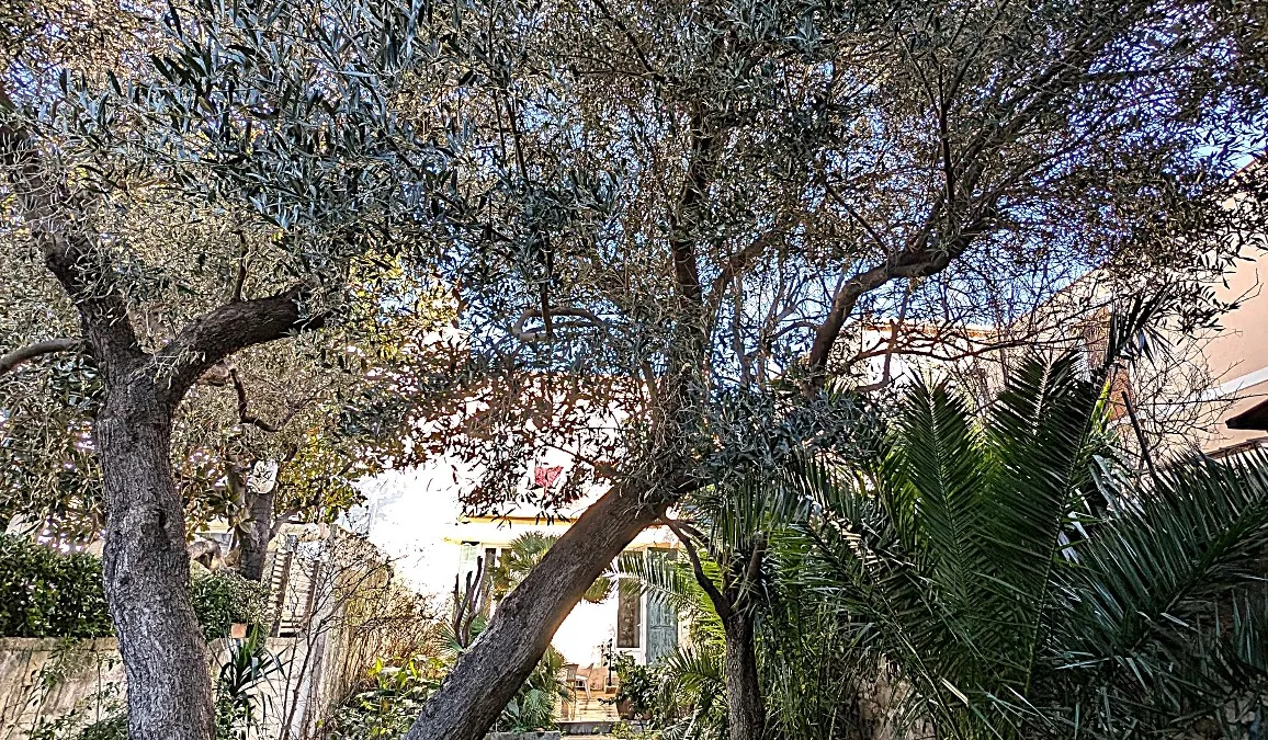 Photo 11