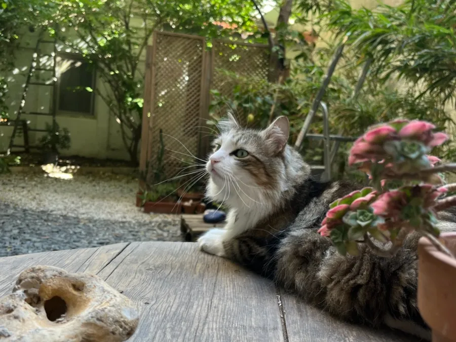 Photo 18
