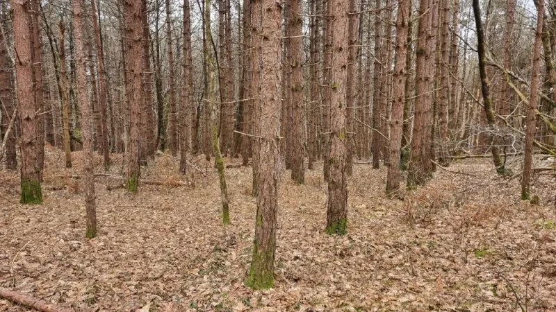 Photo 4