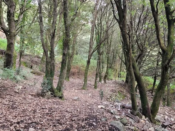Dpt Corse (20), à vendre LEVIE terrain