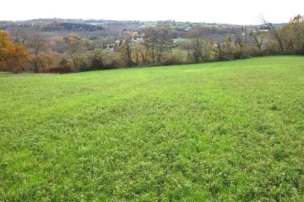 Terrain