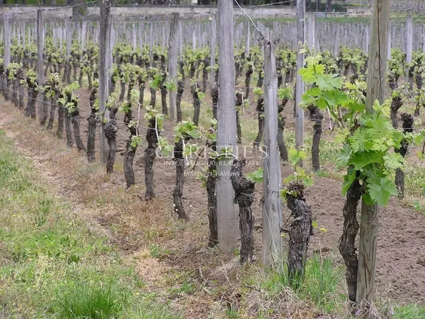 Parcelle de vigne de 46 ares 50 ca 