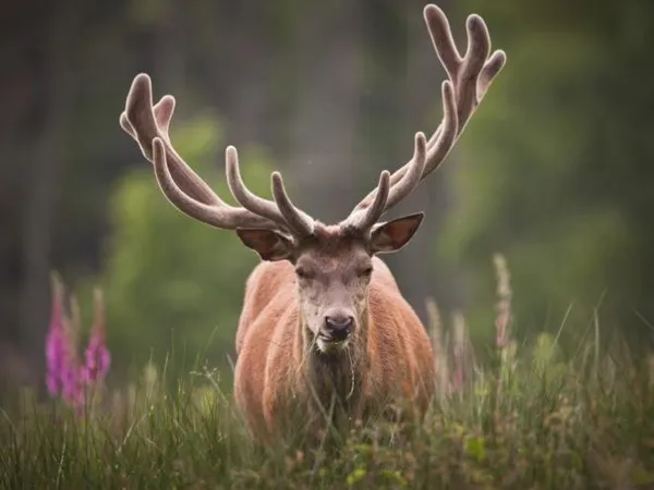 Chateau Sur 870 Hectares Avec Chasse 
