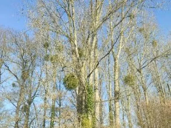 Peupleraie sur la commune de Jublains