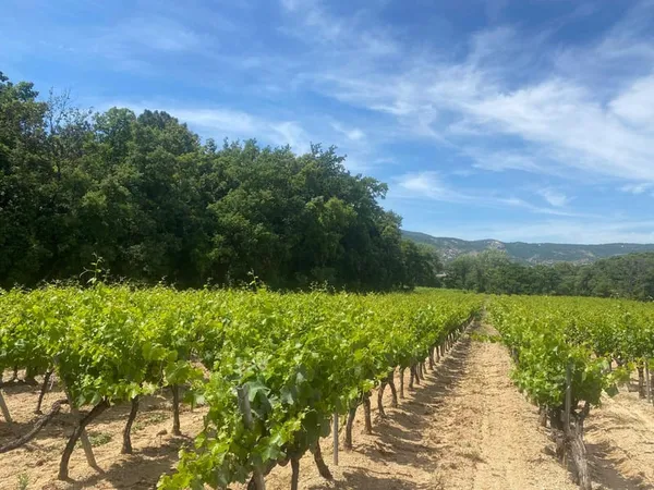 Propriété viticole en AOP Cöte de Provence - Golfe de Saint-Tropez