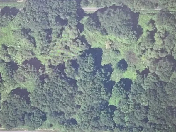 Terrain arboré 