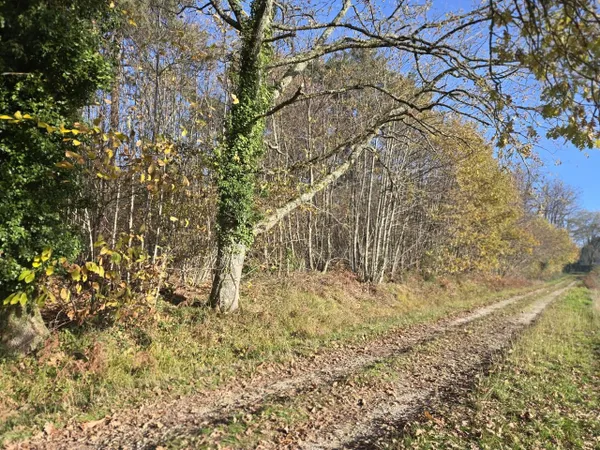 Terrain arboré d'1ha44 