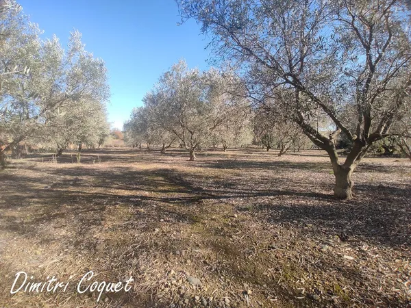 OLIVERAIE A VENDRE DE 75 ARBRES 