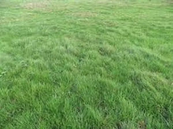 Terrain 1650 m² 