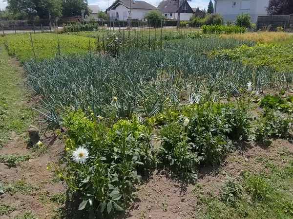 Terrain potager 