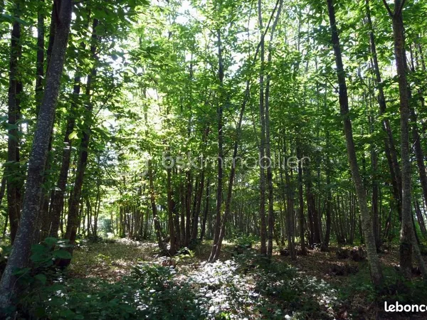 Forêt 27 870 m² La Douze 