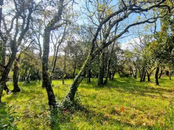 Terrain 1 771 m² Saint Siffret 