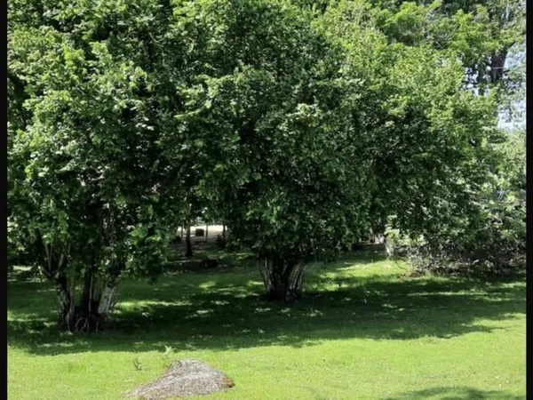 Terrain à bâtir 