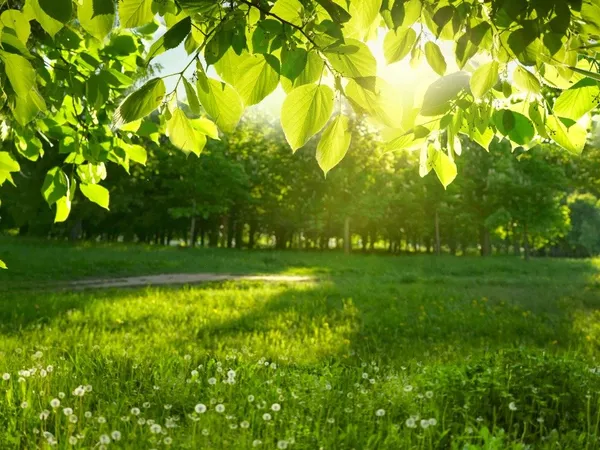 Terrain 800 m² 