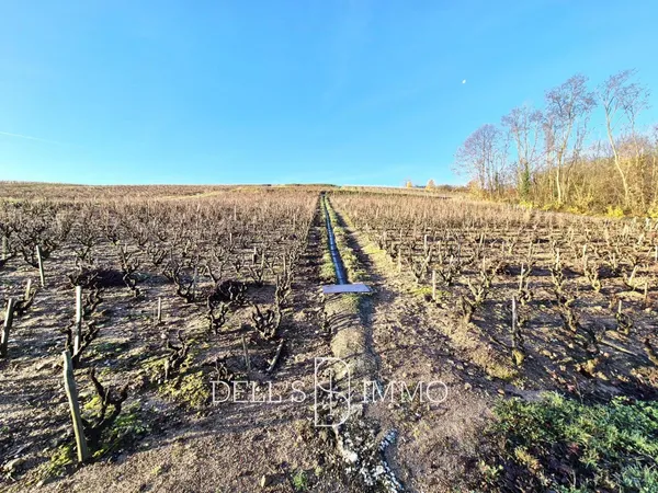 AOP MORGON, CHIROUBLES ET VINS DE FRANCE 