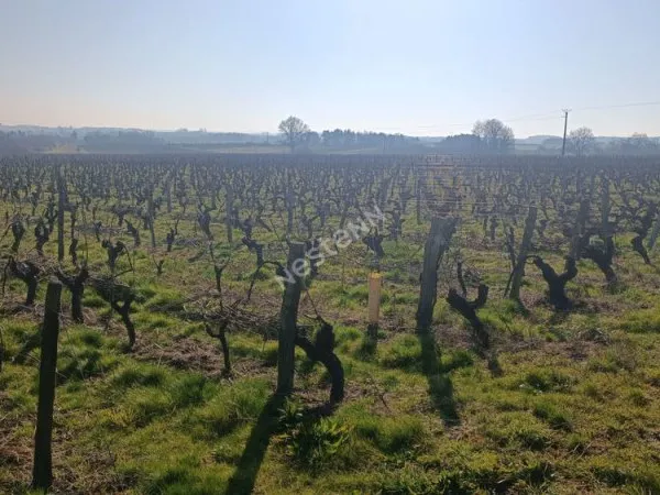 Domaine viticole MARTINET Jean-Claude