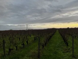 À VENDRE 3 ha 19 a 35 ca de vignes en Agriculture Biologiq 