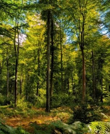 Vend parcelle de forêt 5500 m2 