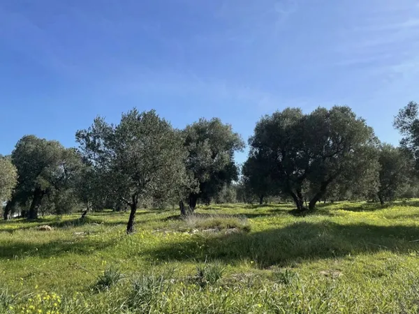 Terrain de charme à la Cadière-d'Azur 